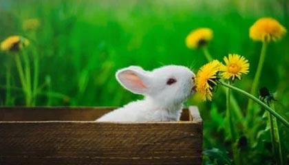 开云体育-勇士让15.5分仍被骂裁判，2分钟报告成废纸